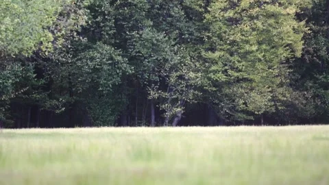 Forest in plain Stock Footage 260635436