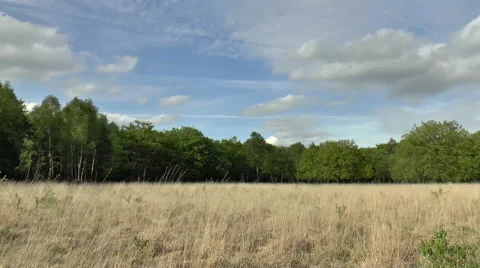 Forest Plain Timelapse Stock Footage 49998446