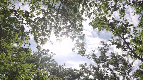 FOREST PLANE TREES ON SKY 4K SUNLIGHT CAMERA MOVING FORWARD WITH GIMBAL Video stock 131113621