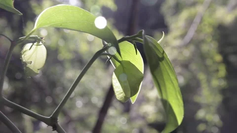 Forest Plant Stock Footage 142205515