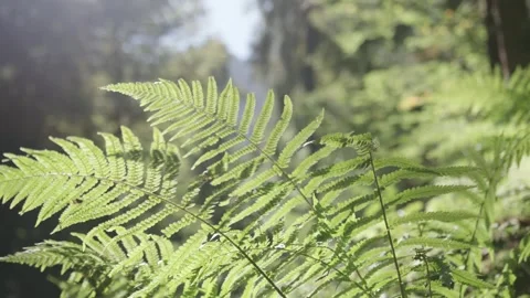 Forest Plant 動画素材 256291375