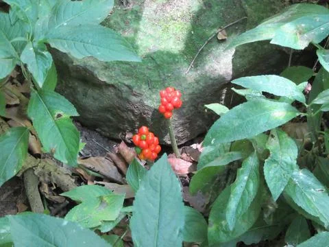Forest plant Foto stock