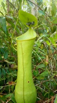 Forest plant Stock Photos