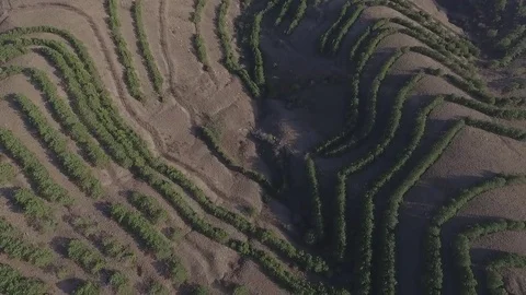 The forest planted by man in the hills 스톡 동영상 83171791