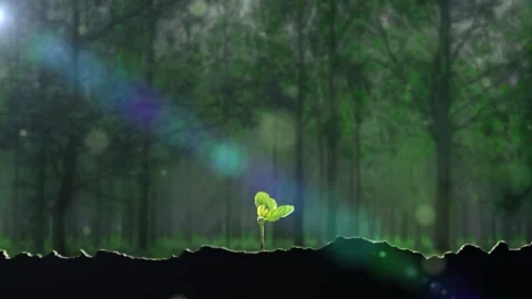 Forest plants and seedlings growing Stock Footage 247322359
