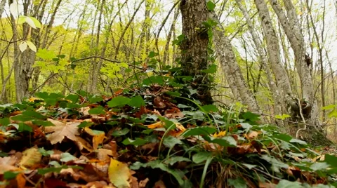 Forest Plants Stock Footage 52560605