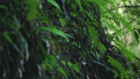 Forest plants Stock Footage 320587018