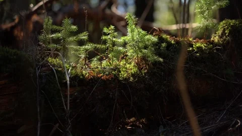 Forest plants grow in sunlight with soft shadows in a natural habitat Stock Footage 334861659
