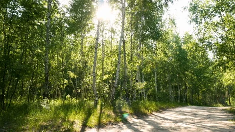 Forest plants nature sun Stock Footage 108616165