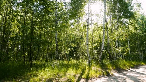 Forest plants nature sun Stock Footage 108618130