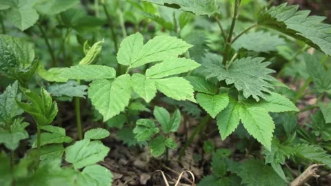 Forest plants. Nettle and grass. Stock Footage 191534821