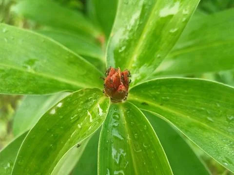 Forest plants Stock Photos