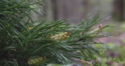 Forest plants in the rain. Video stock 132269841