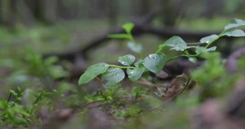 Forest plants in the rain. Video stock 132269854