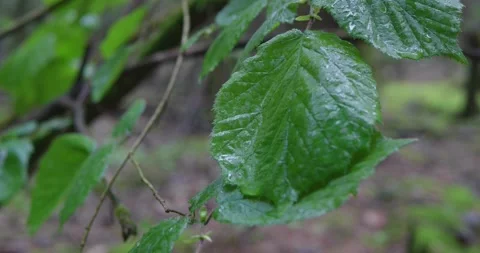 Forest plants in the rain. Stock Footage 132270057