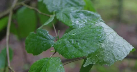 Forest plants in the rain. Stock Footage 132270293