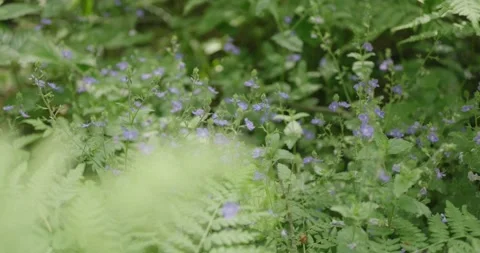 Forest plants in the spring forest. Stock Footage 132260905