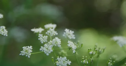 Forest plants in the spring forest. Video stock 132265614