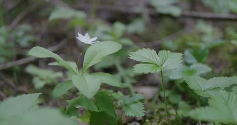 Forest plants in the spring forest. Stock Footage 132274466