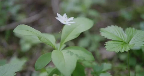 Forest plants in the spring forest. Video stock 132274854
