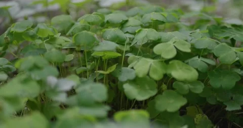 Forest plants in the spring forest. Stock Footage 132275131