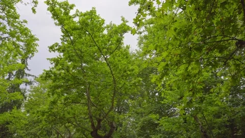 FOREST PLATAN TREE PLATANUS GIMBAL MOVMENT IN TO THE FOREST GREECE Video stock 297597943