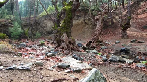 FOREST PLATAN TREES WINTER RIVER FLOW ROCKS Video stock 303081633