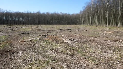 The forest plot after deforestation. Stock Footage 152332012