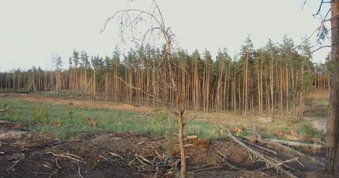 Forest plot cleared from the trees. Video stock 89294262