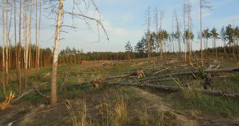 Forest plot cleared from the trees. Stock Footage 92166966