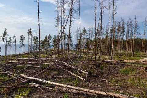 Forest plot cleared from the trees. Fotos Stock