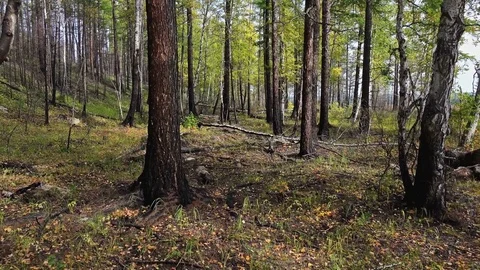 Forest plot with deciduous trees Vídeos de archivo 74938678