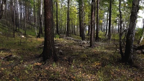 Forest plot with deciduous trees Vídeos de archivo 74938702