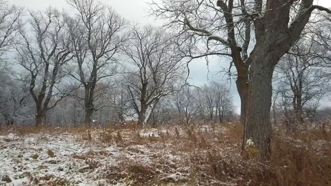 Forest plot with snow-covered trees and land Vídeos de archivo 123453061