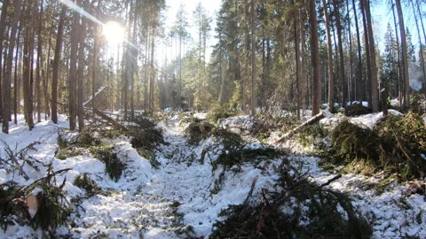 Forest plot in winter. Wood production. Investments in afforestation Vídeos de archivo 172213633