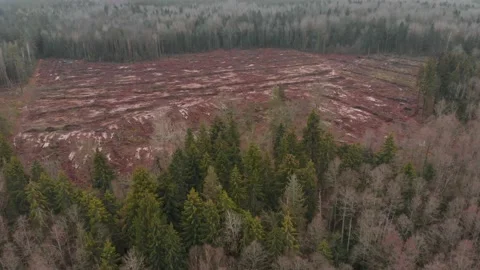Forest plots after cutting down trees Stock Footage 148974229