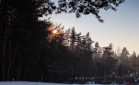 Forest from Poland Stock Photos