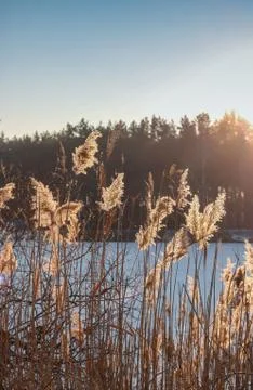 Forest from Poland Stock Photos