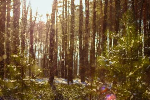 Forest from Poland Stock Photos