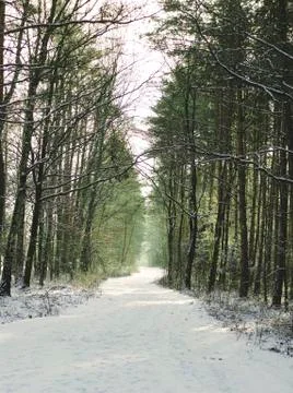 Forest from Poland Stock Photos