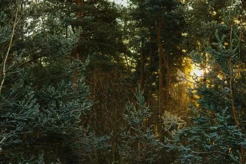 Forest from Poland Stock Photos