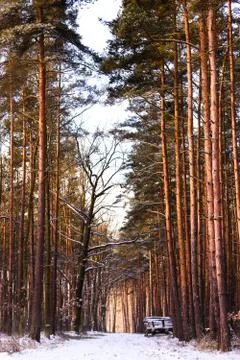 Forest from Poland Stock Photos