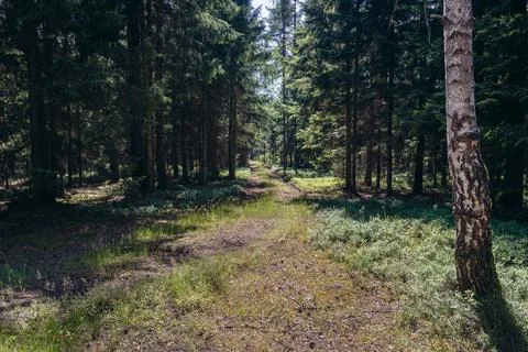 Forest in Poland Stock Photos