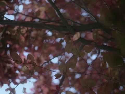 Forest in Poland in shots with shallow depth of field Video stock 154858164