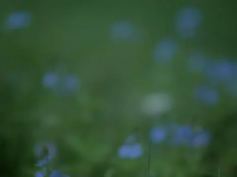 Forest in Poland in shots with shallow depth of field Stock Footage 154865854