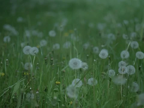 Forest in Poland in shots with shallow depth of field Video stock 154865932