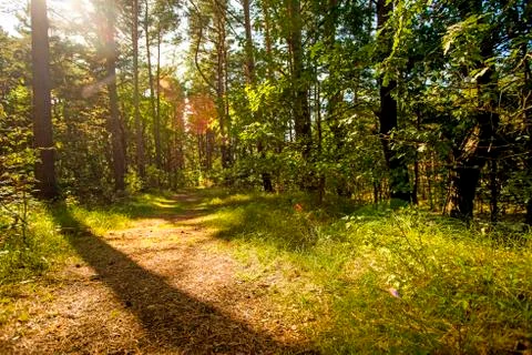 Forest in Poland, small path with light and shadow Stock Photos