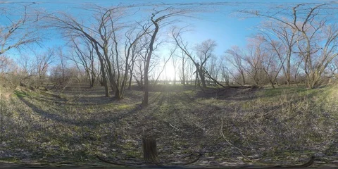 Forest Poland Wisła trees Video stock 127417976