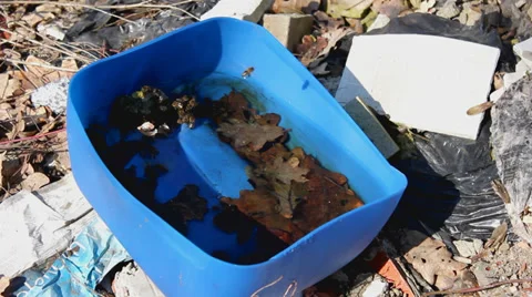 Forest pollution 2 Stock Footage 33848609