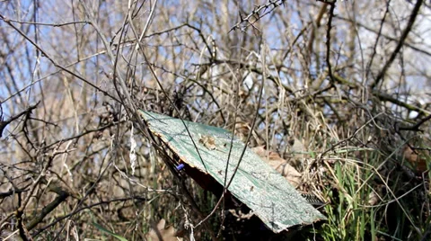 Forest pollution 4 Stock Footage 33847637